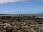 Multiple generations of beach rock are visible along the southern margin of the cay at low tide. Differences in strike recording changes in the orientation of the island. Ed Frankel, John Jell, and Kim Firkins attempt to drill a core.